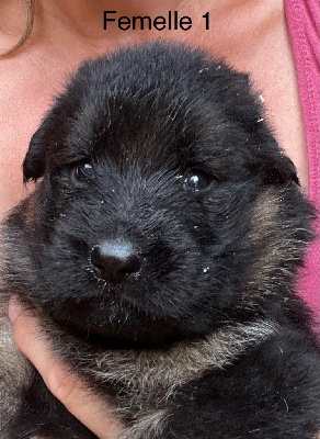 CHIOT