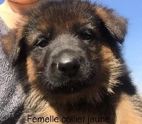 REBELLE LUNA TIA (collier jaune)