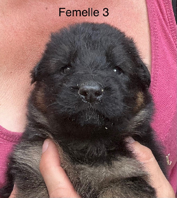 CHIOT