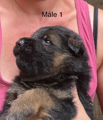 CHIOT