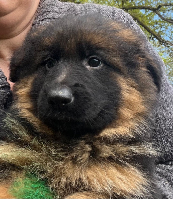 ATHENA
