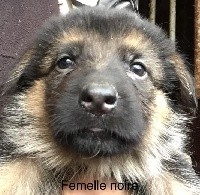 ROMY II