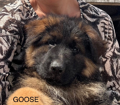 A GOOSE