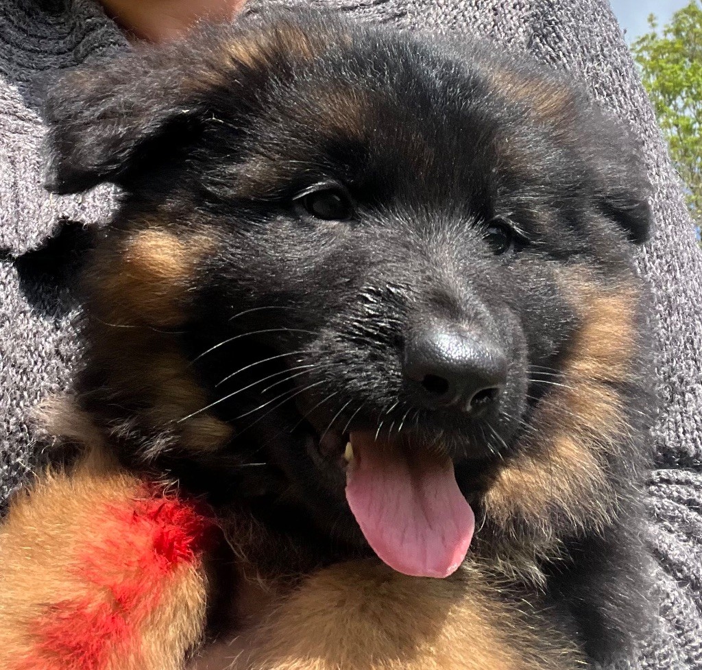 des Légendes du Castel - Chiots disponibles - Berger Allemand Poil Long
