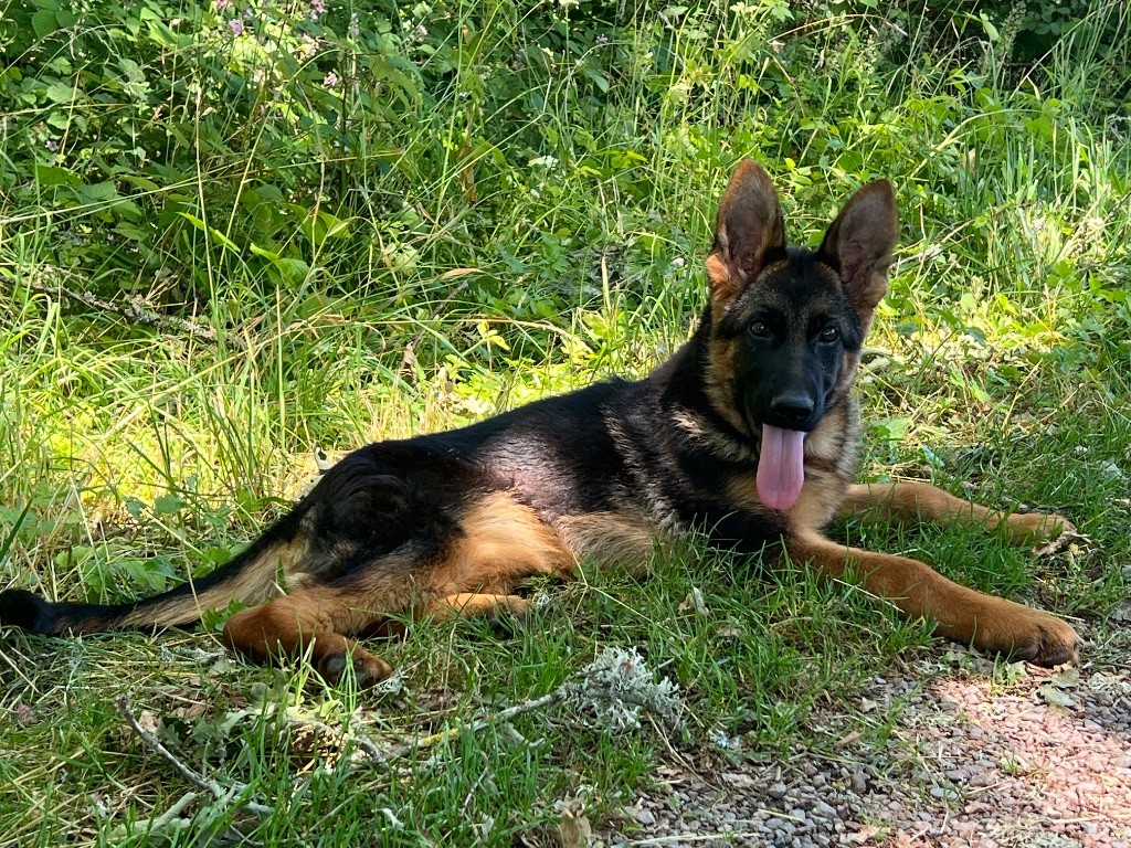 des Légendes du Castel - Chiots disponibles - Berger Allemand