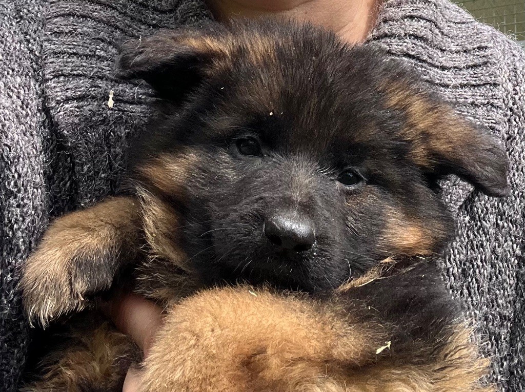 des Légendes du Castel - Chiots disponibles - Berger Allemand Poil Long