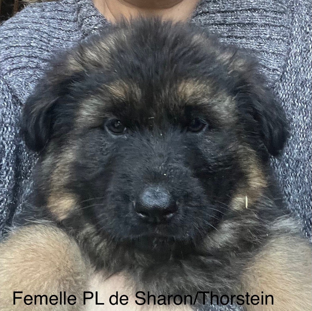 des Légendes du Castel - Chiots disponibles - Berger Allemand