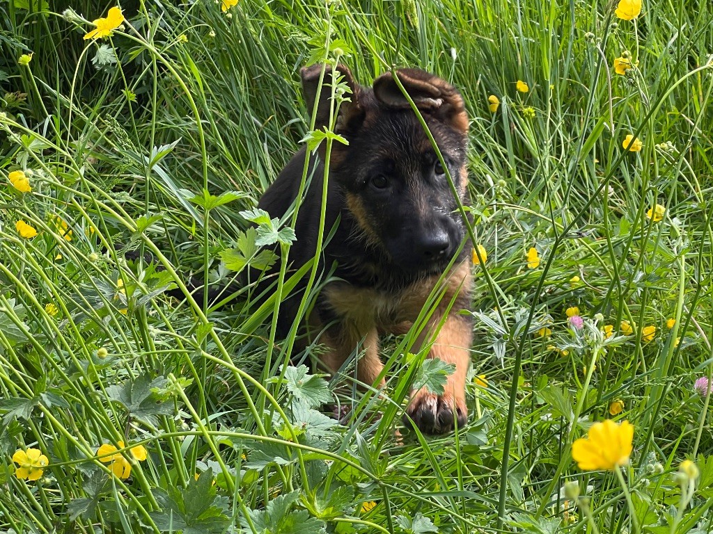 des Légendes du Castel - Chiots disponibles - Berger Allemand